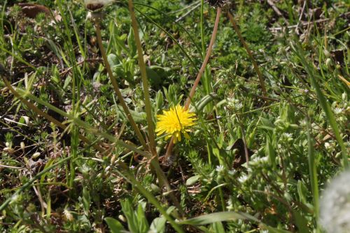 Dandelion In Field