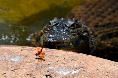 danger  insect  crocodile