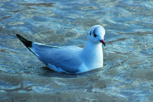 dankasirály  seagull  bird