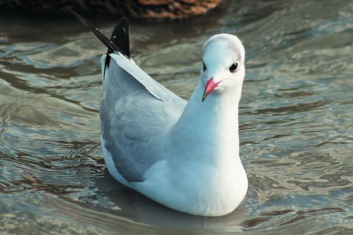 dankasirály  seagull  water bird hunting