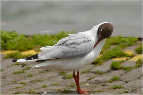 Wiggling Seagull 1