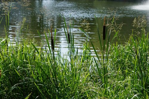 danube river plant