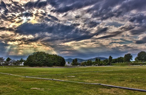 danube island  green  nature