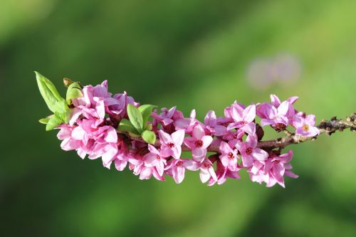 daphne spring blossom