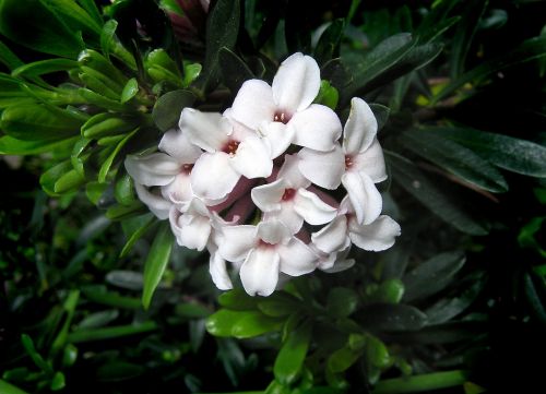 daphne perfume flower
