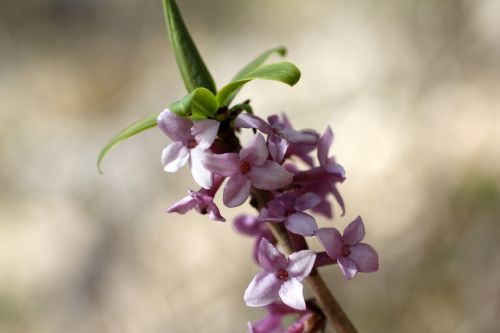 daphne blossom bloom