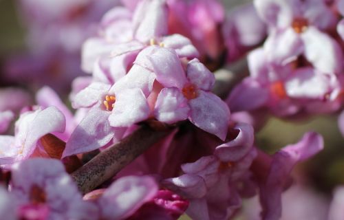 daphne flowering twig harbinger of spring