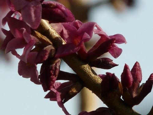 daphne flower spring