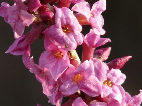 daphne flower spring