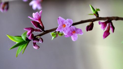 daphne mezereum spring flowers forest