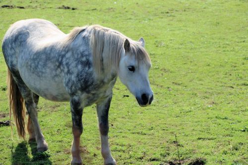 dapple grey pony pony horse