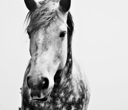 Dapple Horse, Black &amp; White