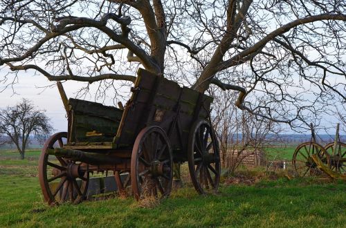 dare tree agriculture