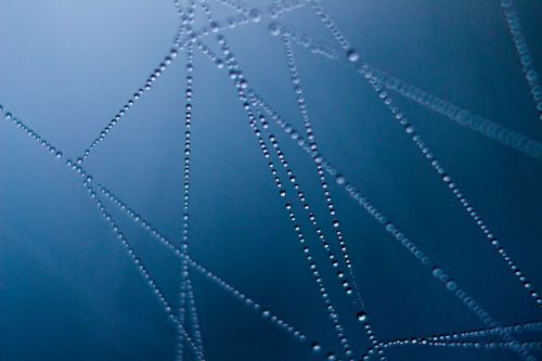spider web dark macro