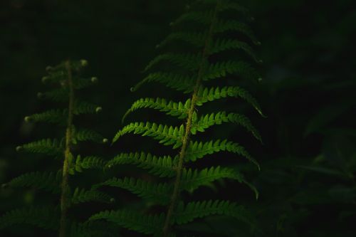 dark green leaves