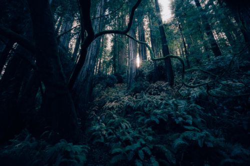 dark forest landscape