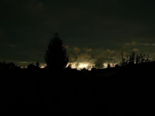 dark tree sky