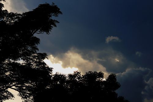 dark white light trees