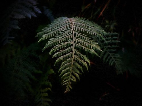 dark fern green