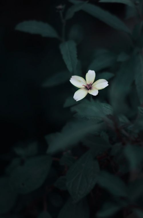 dark plant garden