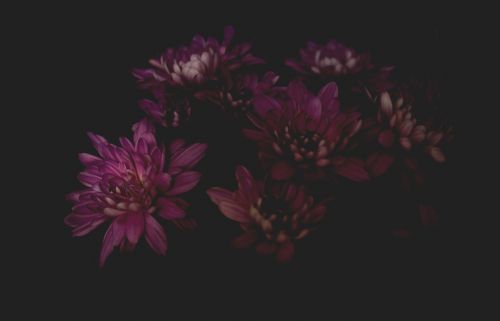 dark flower petals