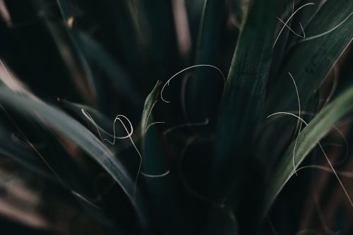 dark plant garden