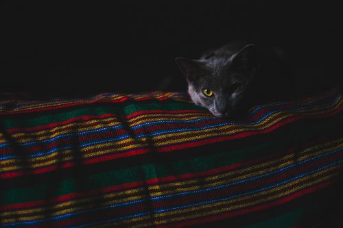 dark room cat