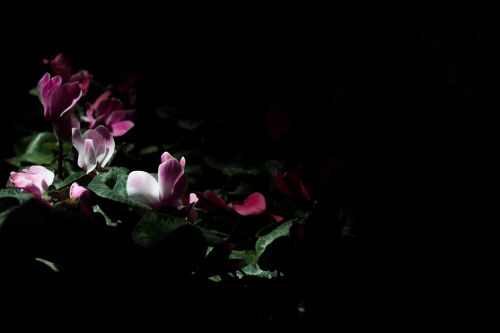 dark night flower