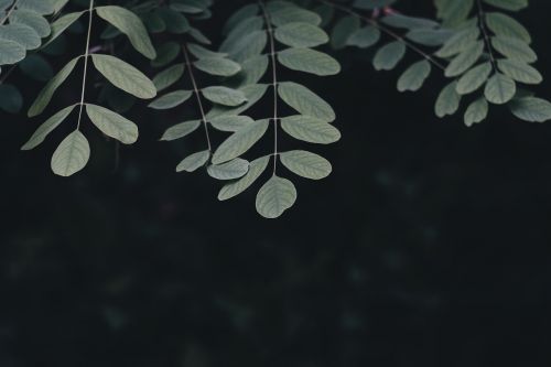 dark green leaf