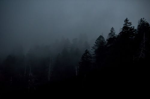 dark forest trees