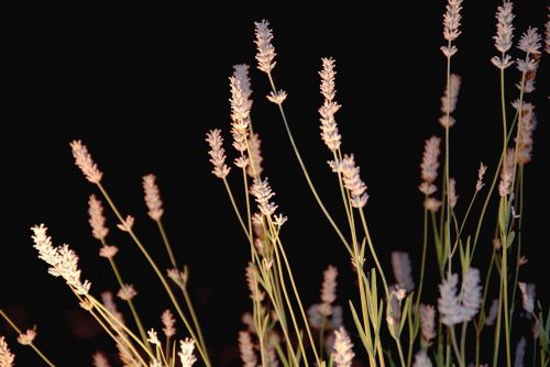 dark night flower