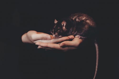dark rat mouse