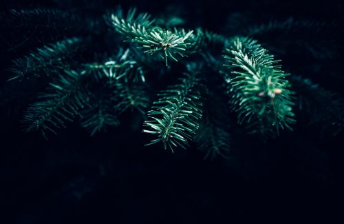 dark christmas tree