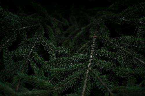 dark green leaf