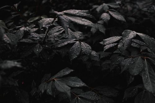 dark plant leaf