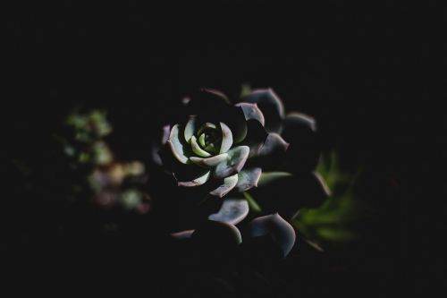 dark plant leaf