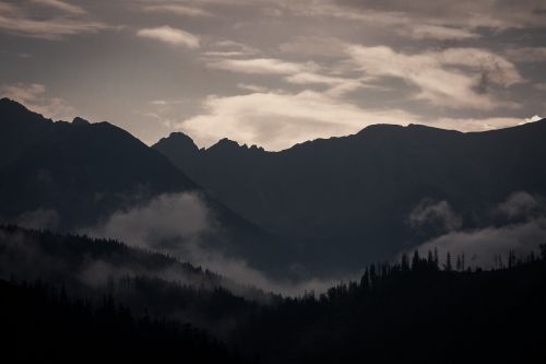 dark mountain trees