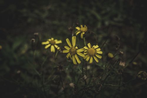 dark flower petal