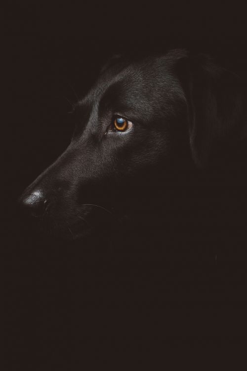 dark night dog