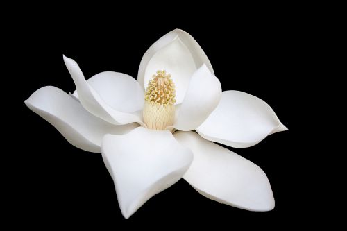 dark white flower