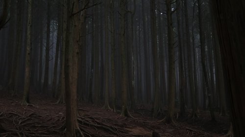 dark  wood  nature