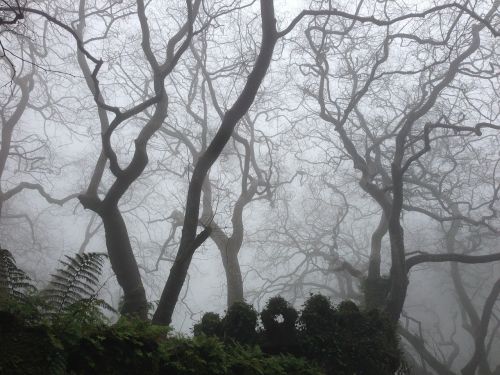 dark mist nature