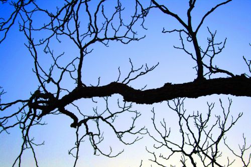 Dark Branches Against The Sky