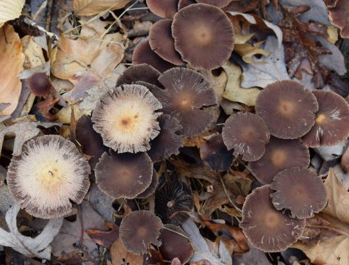 dark brown mushroom colony mushrooms fungi