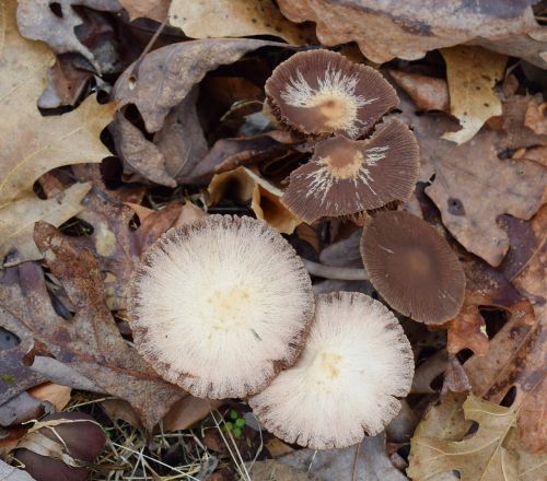 dark brown mushroom colony mushrooms fungi