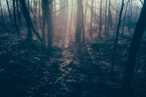 dark forest rays forest