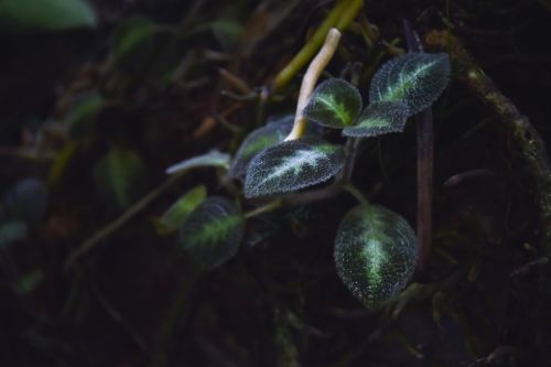 Dark Fuzzy Rain-forest Leaves