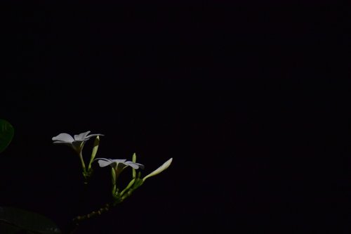 dark glowing flower  night flower  white flower
