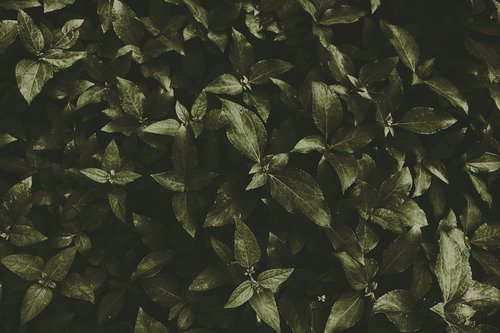 dark green  nature  leaves