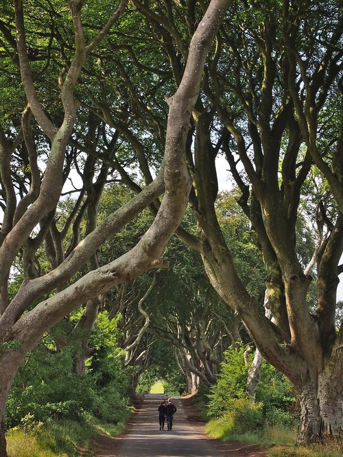 dark hedges  trees  branches